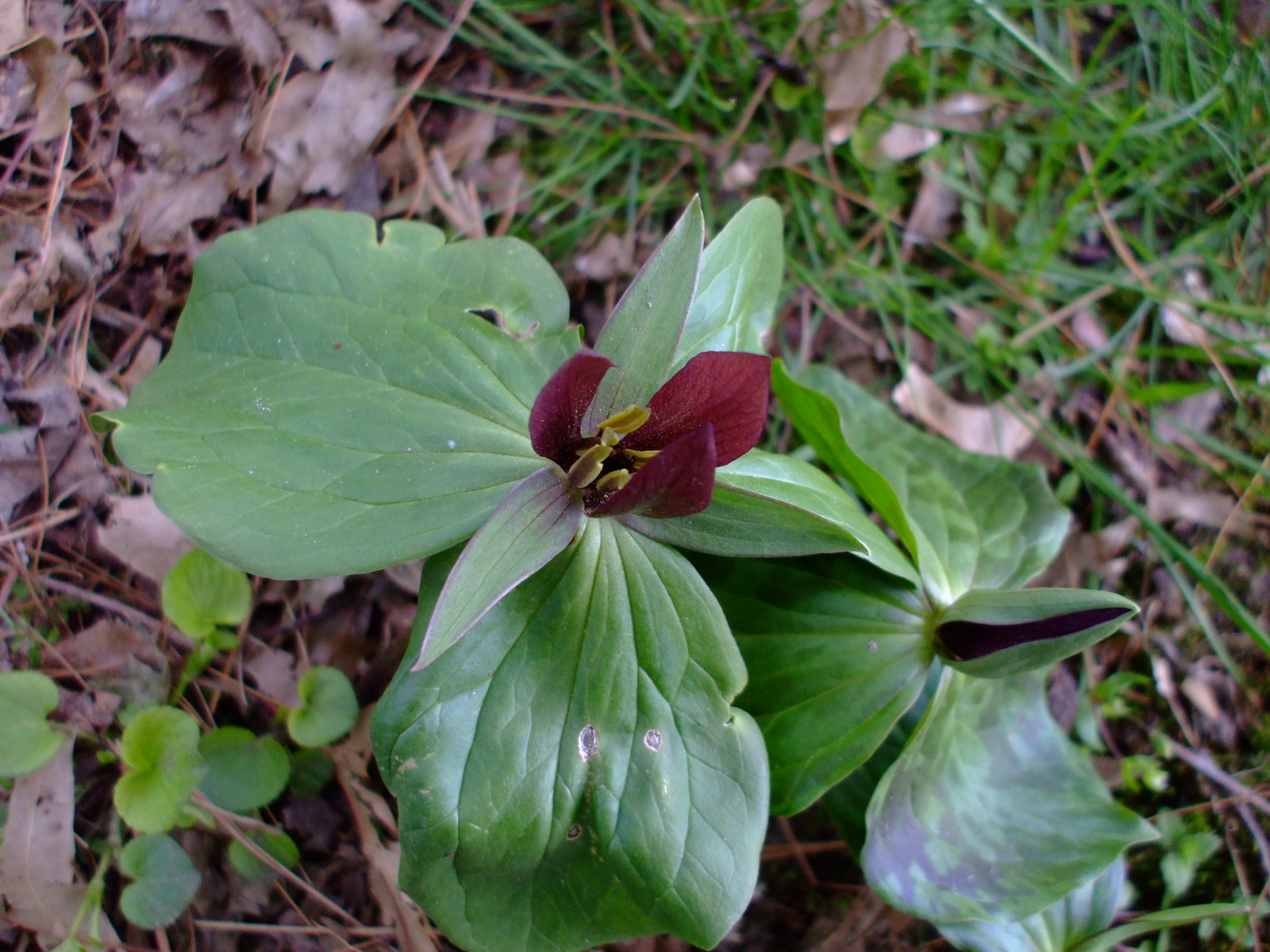 Trillium sessile